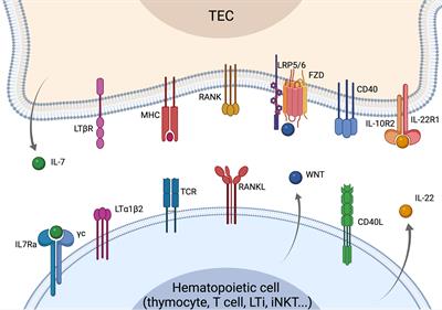 Signaling Crosstalks Drive Generation and Regeneration of the Thymus